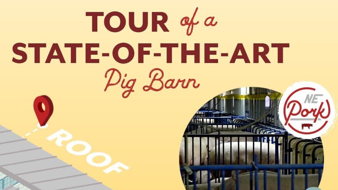 Pig barns redefined: Innovations in pig farming